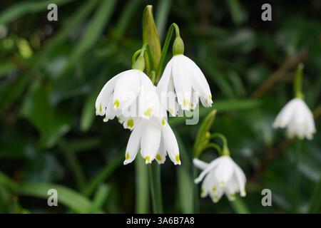 gouttes de neige blanches dans le jardin au printemps. Fleurs de Galanthus poussant dans une zone ombragée Banque D'Images