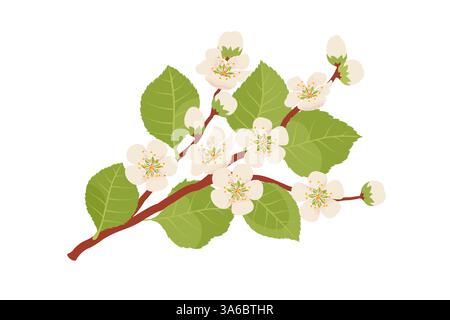 Pêche blanche, abricot, pomme, ou branche de fleur de cerisier. Illustration vectorielle dans un style plat dessiné à la main Illustration de Vecteur