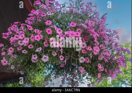 Variétés de fleurs de pétunias suspendues et de surfinias dans le pot ou le panier. Pot de fleurs suspendu avec de beaux pétunias roses. Surfinia fleurs poussant dedans Banque D'Images