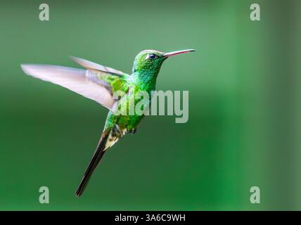 Un colibri émeraude cubain mâle (Riccordia ricordii) en vol. Cuba. Banque D'Images