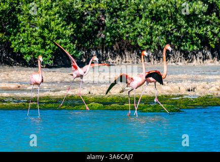 Un groupe de flamants américains (Phoenicopterus ruber) dans un lac. Cuba. Banque D'Images