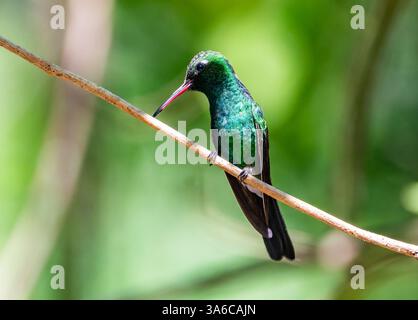 Colibri émeraude cubain mâle (Riccordia ricordii) perché sur une branche. Cuba. Banque D'Images
