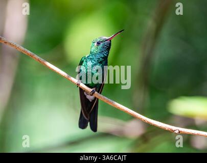 Colibri émeraude cubain mâle (Riccordia ricordii) perché sur une branche. Cuba. Banque D'Images