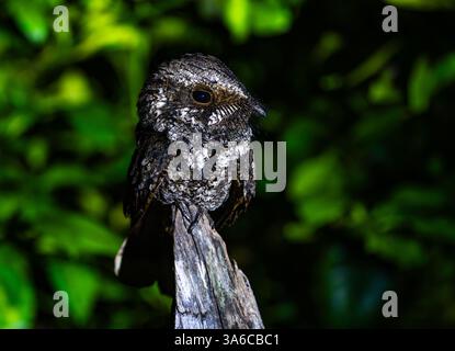 Un Nightjar cubain (Antrostomus cubanensis) perché sur une souche d'arbre la nuit. Cuba. Banque D'Images