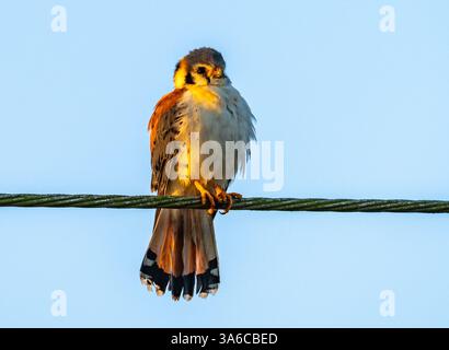 Une sous-espèce locale à ventre blanc de Cestrel américain (Falco sparverius) perchée sur une ligne électrique. Cuba. Banque D'Images