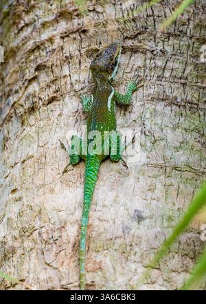 Un chevalier coloré Anole (Anolis equestris) sur un tronc d'arbre. Cuba. Banque D'Images