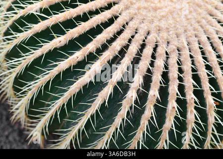 Gros plan du grand cactus en tonneau géant 'Echinocactus Platyacanthus' avec des pointes blanches Banque D'Images
