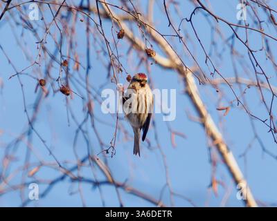Rougeole commune (Acanthis flammea) perché sur la branche avec des cônes de bouleau. Rouge poll commun ou Acanthis flammea manger de la nourriture en hiver temps de gel sur fond de ciel bleu Banque D'Images