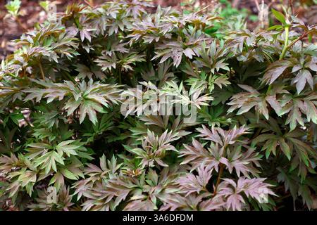 Gros plan des feuilles vert orange multicolores d'une plante de jardin paeonia. Banque D'Images
