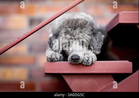 caniche standard Banque D'Images