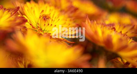 Chrysanthèmes frais et lumineux. Style japonais, coréen. Fond pour une belle carte postale. Fleurs d'automne dans le jardin. Chrysanthèmes de feu en fleurs. Banque D'Images