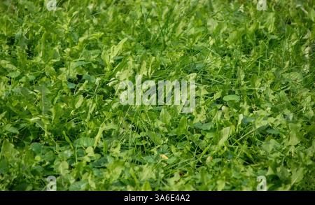 Fond d'herbe verte avec haut et bas flous, netteté au centre du cadre. mise au point sélective Banque D'Images