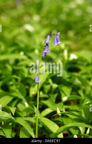 Une seule bluebell poussant parmi l'ail sauvage sur le sol boisé au pays de Galles au printemps Banque D'Images
