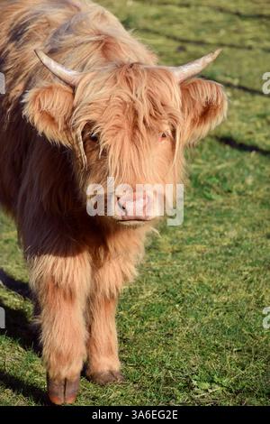 La vache Highland, une race écossaise de bovins à poils longs en gros plan Banque D'Images