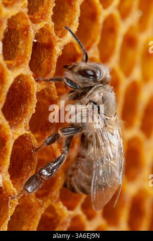 L'ouvrier d'abeille de miel est assis épuisé sur le nid d'abeille après l'éclosion Banque D'Images