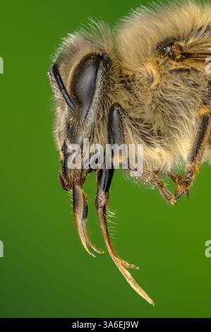 Tête et langue d'une abeille dans une macro image, langue d'une abeille dans une macro photographie Banque D'Images
