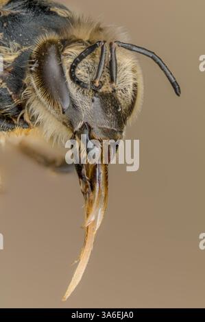 Tête et langue d'une abeille dans une macro image, langue d'une abeille dans une macro photographie Banque D'Images