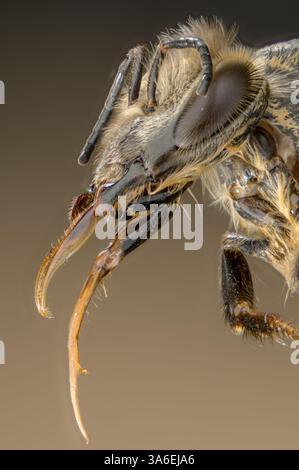 Tête et langue d'une abeille dans une macro image, langue d'une abeille dans une macro photographie Banque D'Images