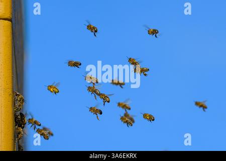 Abeilles mellifères devant la ruche, les abeilles mellifères volent vers la ruche Banque D'Images