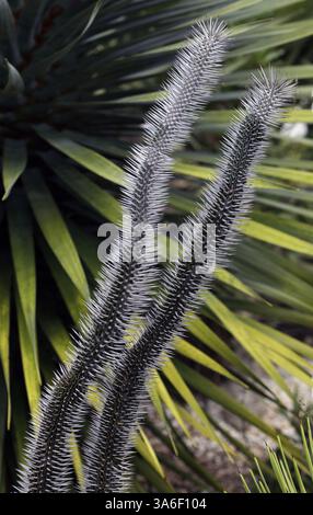 20 juin 2008 - Une Alluaudia montagnacii torsadée et épineuse prospère dans la cour South Miami du jardin botanique tropical Fairchild. (John Vanbeekum/Miami Herald/MCT) (crédit image : © John Vanbeekum/MCT/ZUMAPRESS.com) Banque D'Images