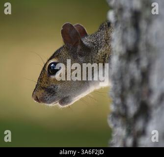L'écureuil gris est commun dans la plupart des habitats. Rongeur. souvent gardés comme animaux de compagnie. Banque D'Images