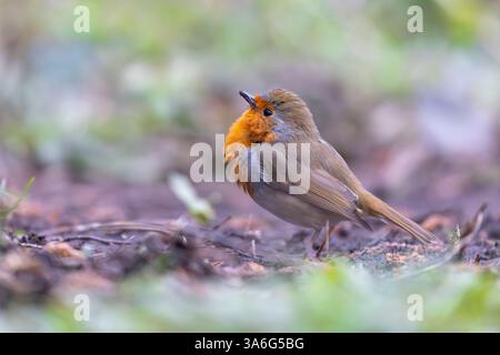 Vue latérale basse d'un oiseau rouge-gorge britannique sauvage (Erithacus rubecula) sur le sol avec sa poitrine gonflée et la tête inclinée vers le ciel. Banque D'Images