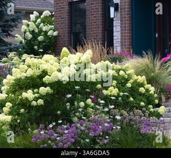 Magnifique hortensia Little Lime et, au plus grand feu des projecteurs, des buissons d'hortensia en pleine floraison - crée un attrait frappant tout au long de l'année. Banque D'Images