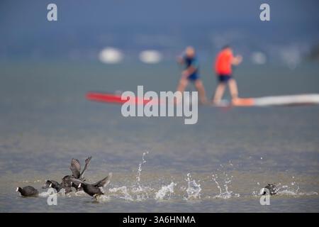 le stand-up paddle est un sport de loisir de la hanche avec de fortes perturbations sur les oiseaux aquatiques, comme chasser le coot eurasien (fulica atra) en pagayant trop près Banque D'Images