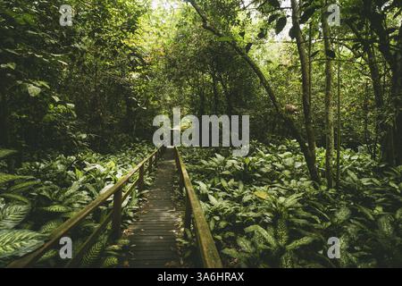 Une passerelle en bois serpente à travers la jungle dense, entourée de verdure luxuriante, grotte de Sukau, Bornéo, Malaisie, Asie Banque D'Images