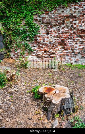 AHUS, SUÈDE - 21 JUILLET 2023 : les ruines antiques du cloître dominicain et de l'église au coeur de la ville. Banque D'Images