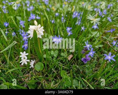 petites fleurs de printemps en blanc et violet poussant dans une prairie pleine d'herbe verte Banque D'Images