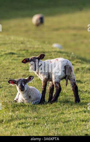 Agneaux dans le Sussex rural par un après-midi de printemps ensoleillé Banque D'Images