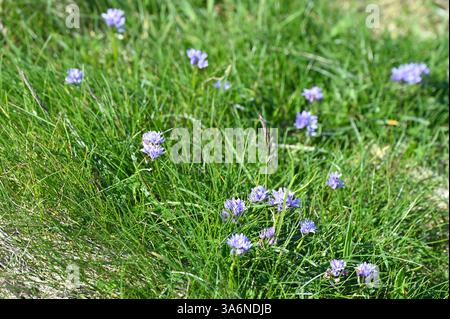 Blue spring flowers of Spring Squill Scilla verna South Ronaldsay Orkney Socotland May Banque D'Images