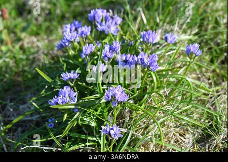 Blue spring flowers of Spring Squill Scilla verna South Ronaldsay Orkney Socotland May Banque D'Images