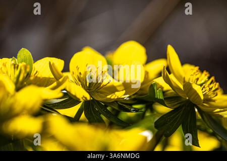 Fleurs d'aconite d'hiver (Eranthis hyemalis) en pleine floraison au soleil Banque D'Images