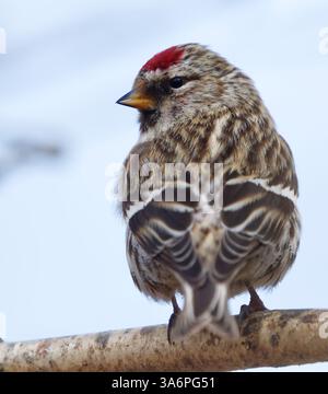 Rougeole commune (Acanthis flammea) gros plan assis sur une branche au printemps. Banque D'Images