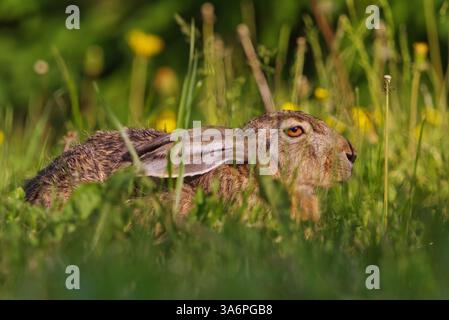 Lièvre européen (Lepus europaeus) gros plan reposant dans l'herbe dans le jardin en été. Banque D'Images