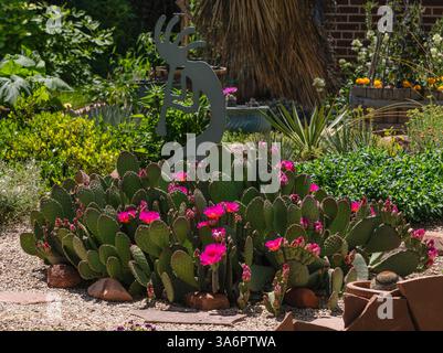 Beavertail Cactus, un type de cactus de barbarie fleurissant dans un jardin à thème du sud-ouest dans le Colorado. Banque D'Images