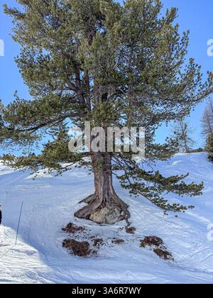 Sapin résistant debout au milieu des pentes enneigées Banque D'Images