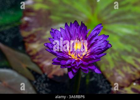 Un beau lis d'eau violet fleurit gracieusement dans un étang serein et tranquille Banque D'Images