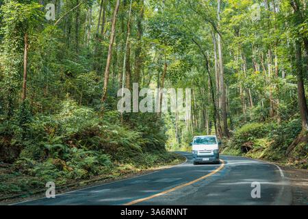 Enchanteur Bilar Man-Made Forest à Bohol - Une canopée pittoresque d'arbres d'acajou avec des routes de serpentine, parfait pour les amoureux de la nature et les Road trips Banque D'Images