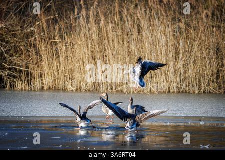 Des oies de Greylag atterrissent sur la glace d'un lac gelé Banque D'Images