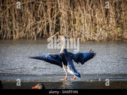 Des oies de Greylag atterrissent sur la glace d'un lac gelé Banque D'Images