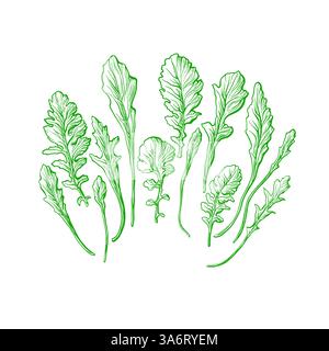 Ensemble vert rucola. Illustration vectorielle dessinée à la main. Feuilles fraîches isolées sur fond blanc. Salade bio, nourriture saine Illustration de Vecteur