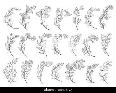 Branches florales courbées. Éléments décoratifs avant affiche, bannière et carte, conception botanique, brindilles florissantes avec des feuilles et des fleurs, plantes linéaires Illustration de Vecteur