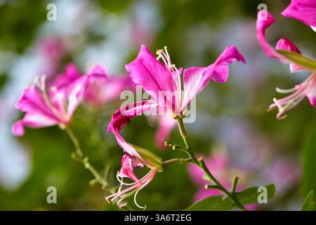 Vue rapprochée de l'arbre à papillons rose fleurissant sur la branche Banque D'Images