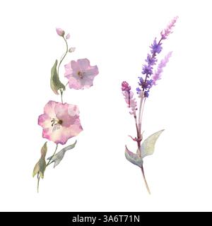 Ensemble de dessin aquarelle illustration de la plante de sauge avec des fleurs et des feuilles vertes et de la plante de calystegia isolée sur fond blanc, salvia officinalis, Banque D'Images