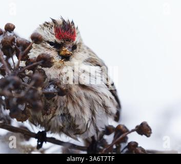 Rougeole commune (Acanthis flammea) se nourrissant de graines de tanaisie en gros plan au début du printemps. Banque D'Images