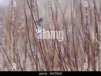 Rougeole commune (Acanthis flammea) assis sur une branche de saule au printemps. Banque D'Images