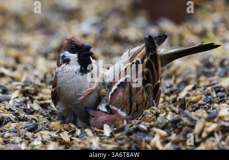 Deux moineaux d'arbres eurasiens (passer montanus) luttant sous la mangeoire d'oiseaux au printemps. Banque D'Images